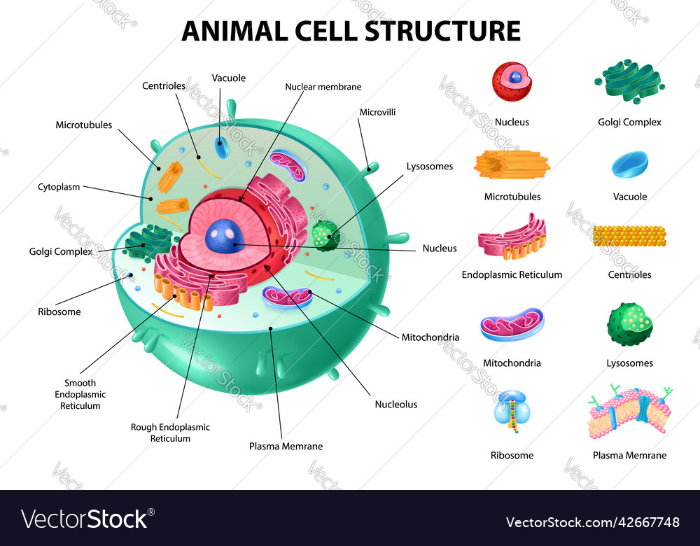 Animal cell anatomy Royalty Free Vector Image - VectorStock