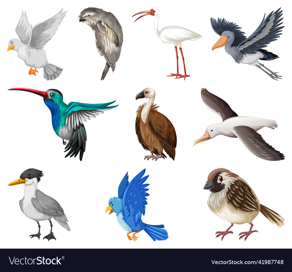 Different kinds of birds collection