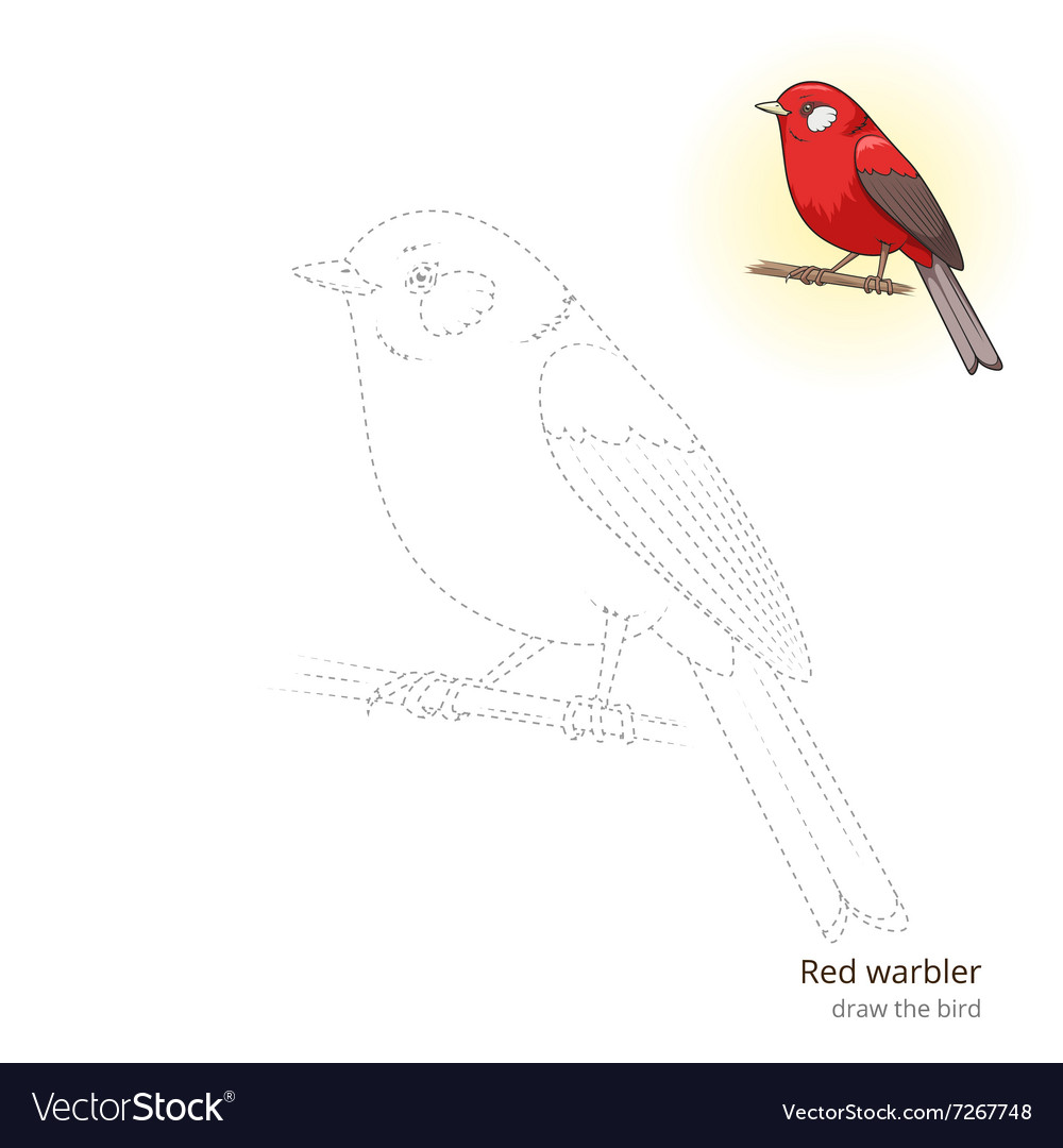 Red warbler bird learn to draw