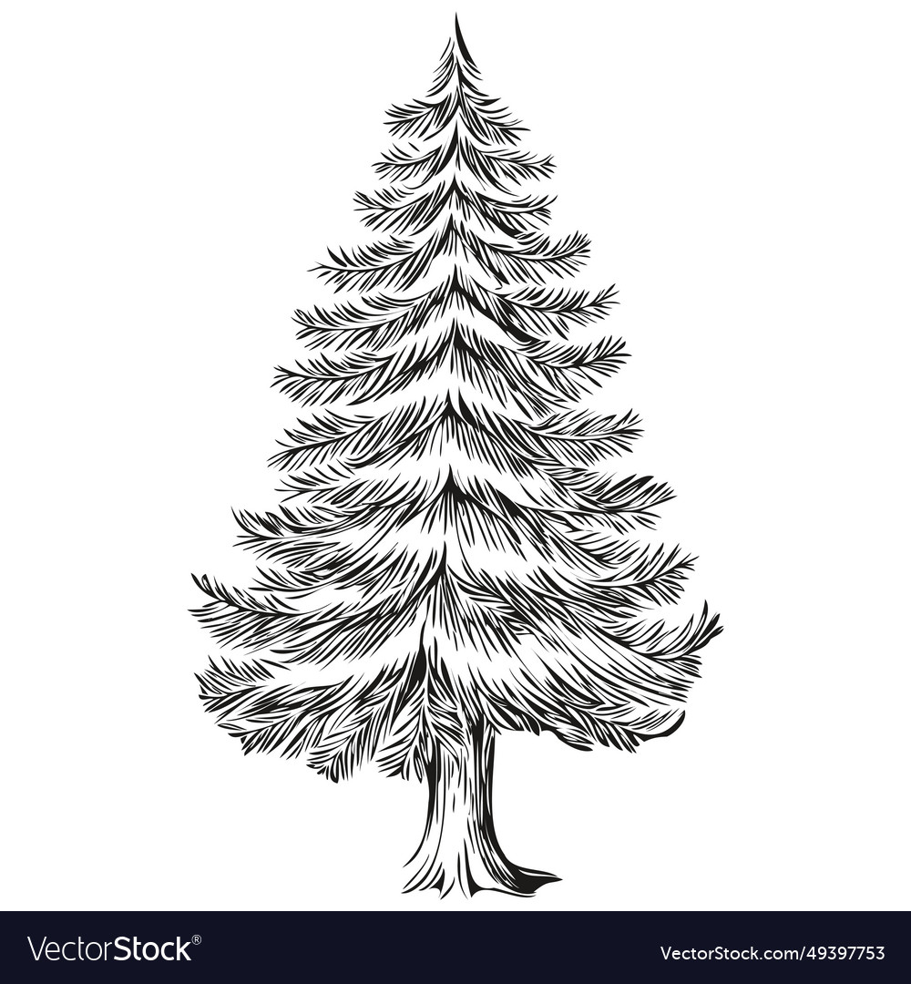 Christmas tree hand drawn vintage engraved Vector Image