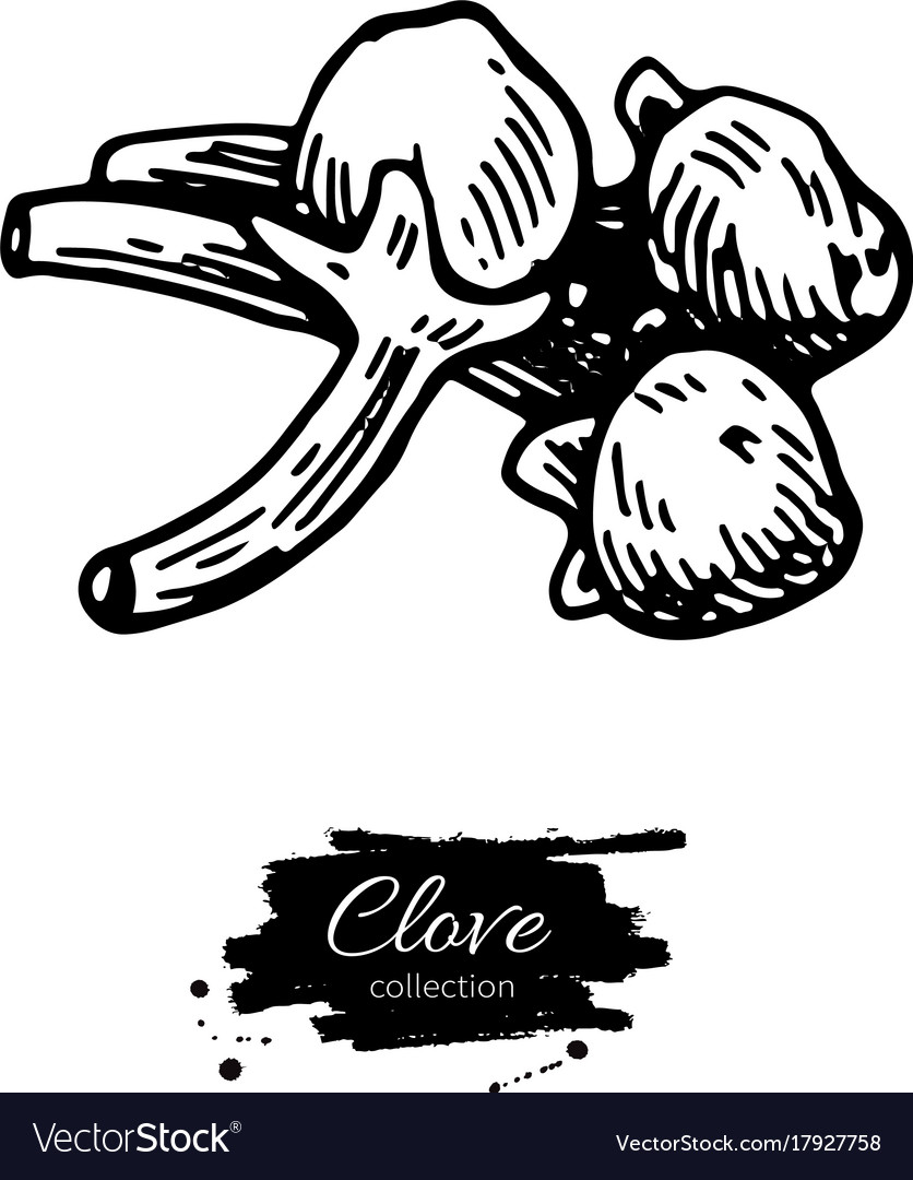 Clove drawing hand drawn sketch seasonal