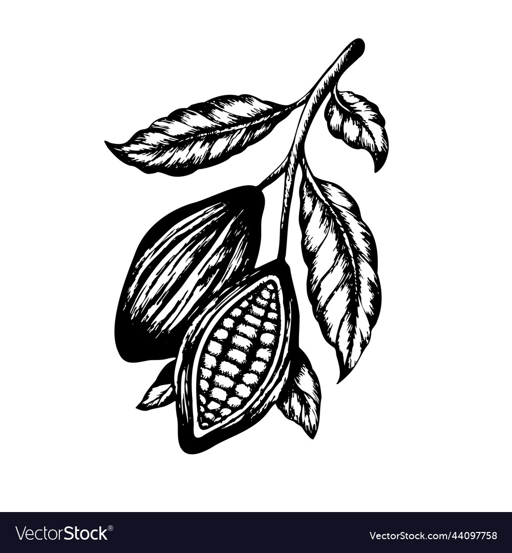 Cocoa beans tree engraved style