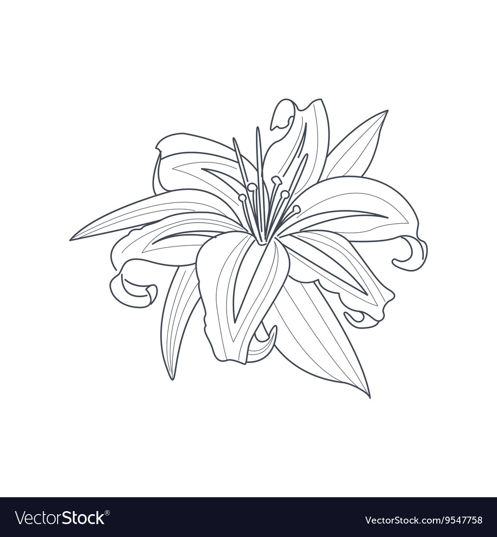 lily flower drawings in color