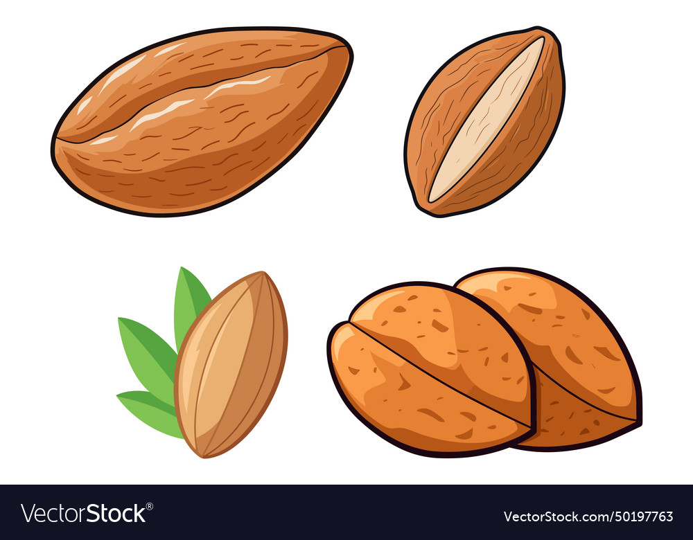 Almond icon set nut