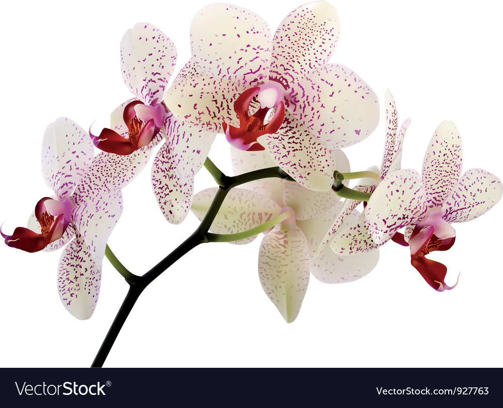 Orchidee Royalty Free Vector Image Vectorstock