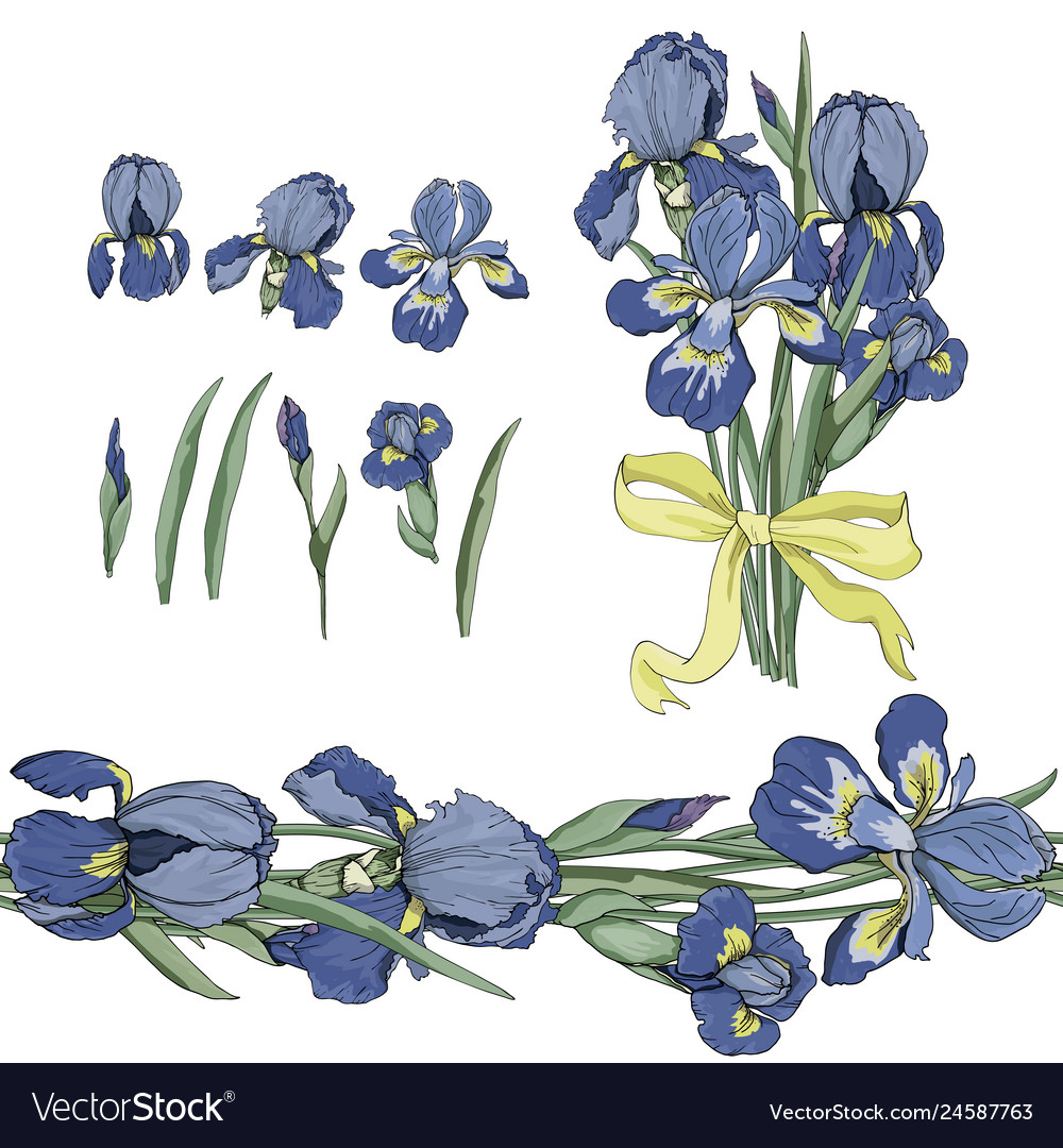 Set of seamless border and iris flowers