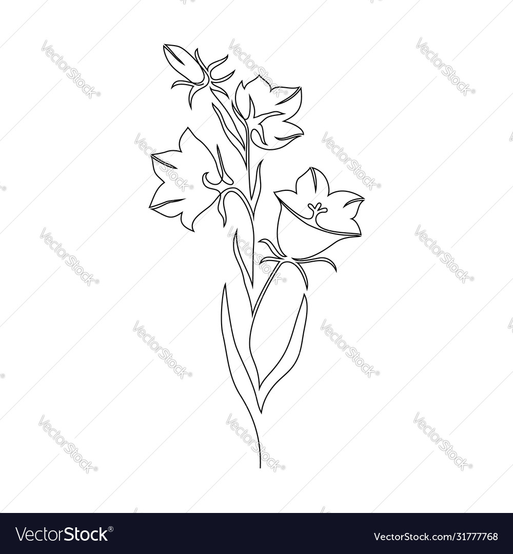 Campanula bluebell flower plant outline Royalty Free Vector