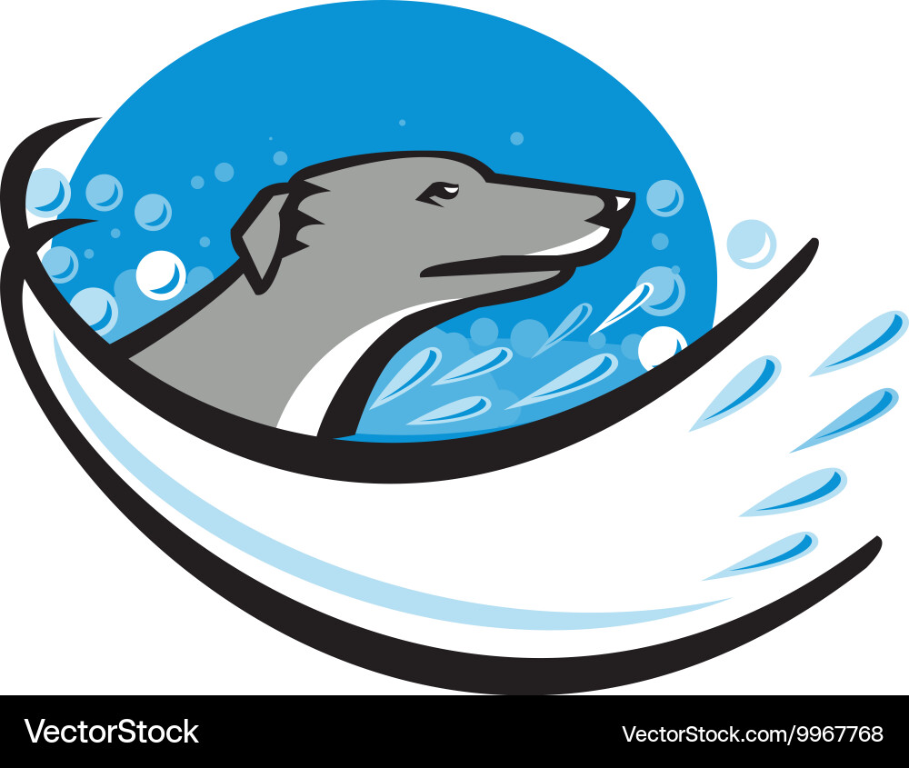 Do Greyhound Dogs Like Water