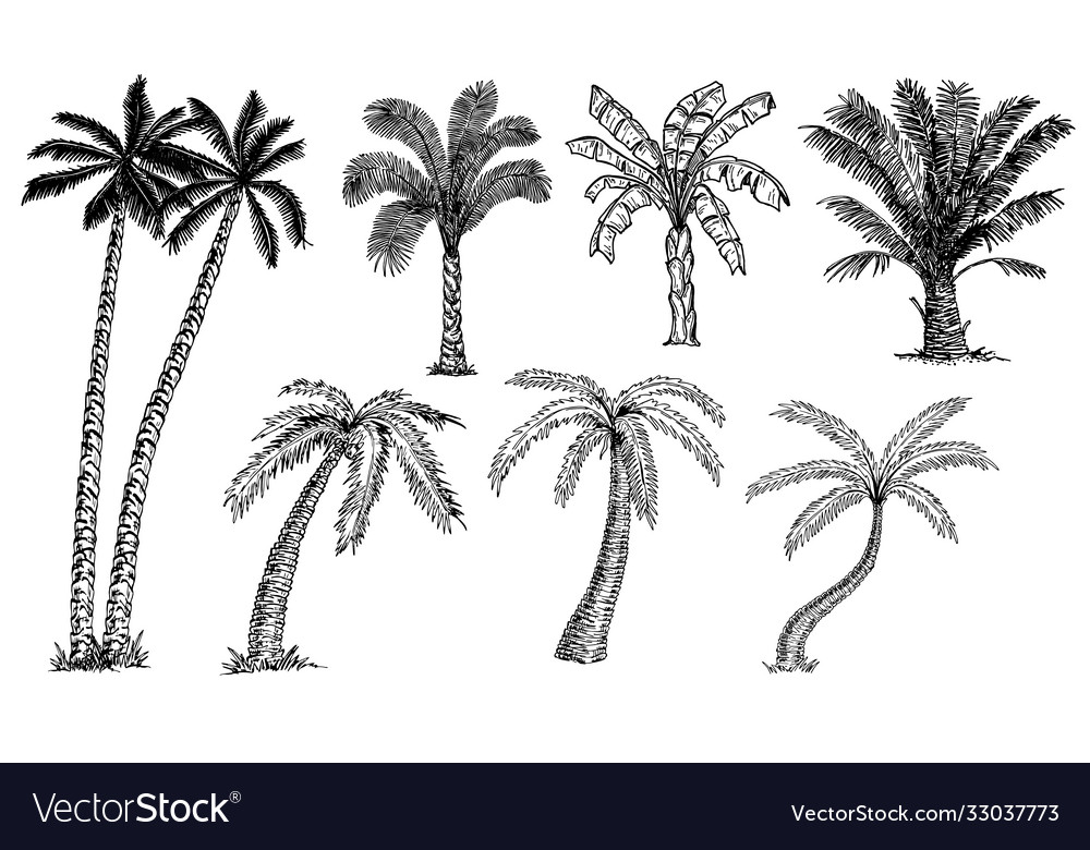 Palm trees set sketch different types palms