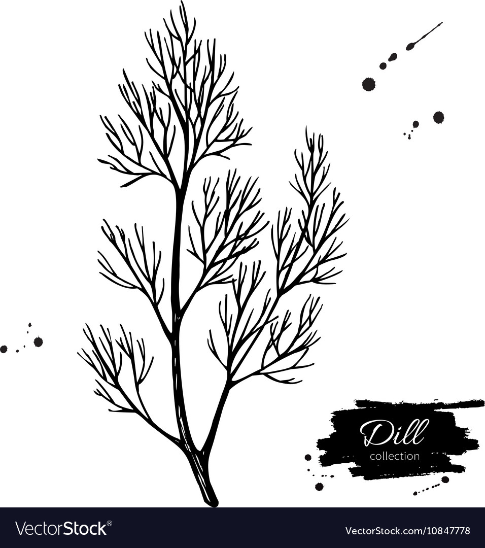 Dill hand drawn isolated