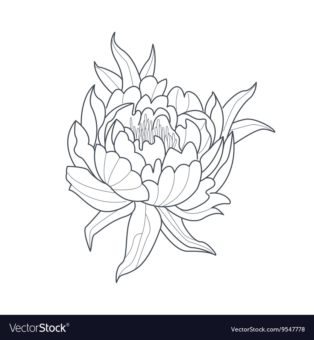 Peony Arrangement Line Drawing By Color Color