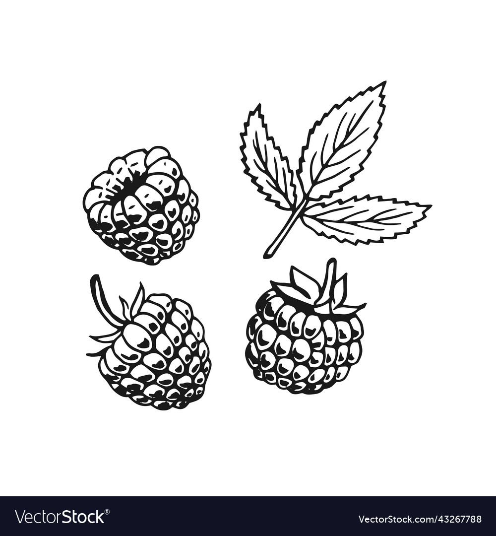 Raspberry hand drawn converted