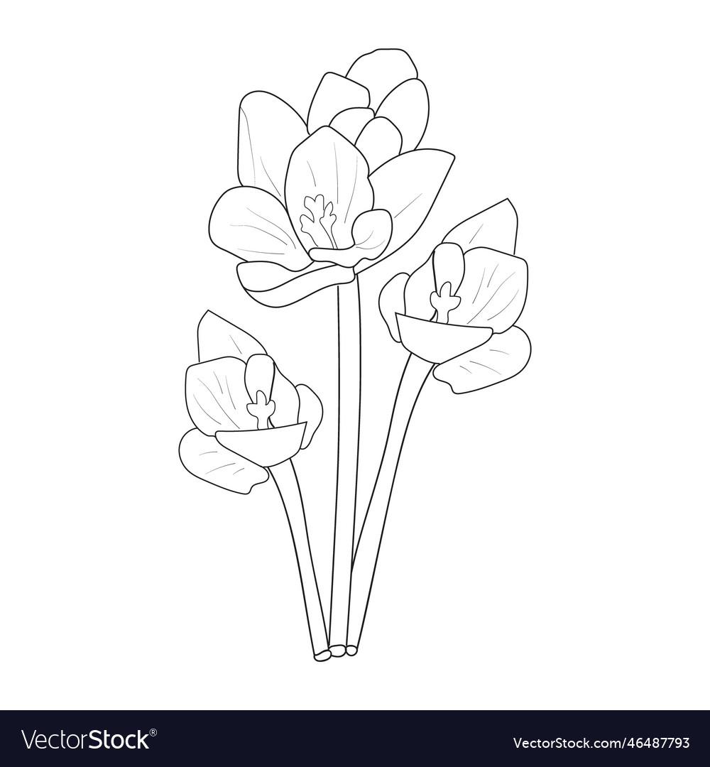 Saffron flower easy drwin for kids coloring pages Vector Image