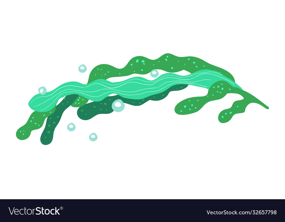 Algae isolated on a white background vector image Algae isolated on a white background