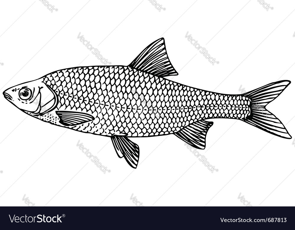 roach fish