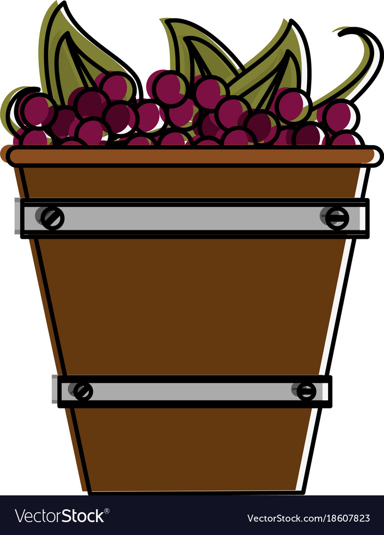 Grapes in bucket Royalty Free Vector Image - VectorStock