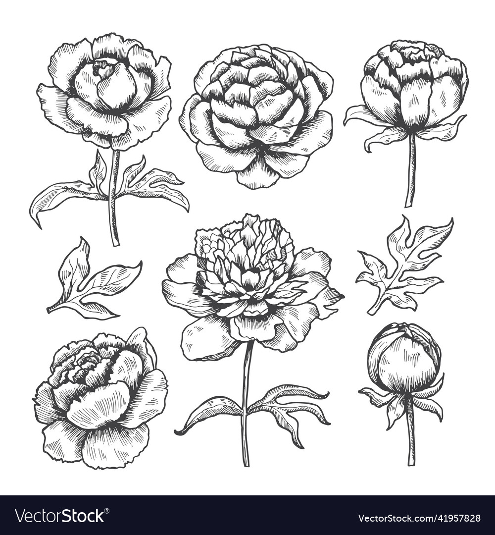 Peonies hand drawn floral garden sketch Royalty Free Vector