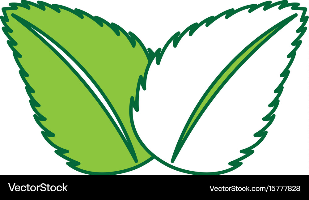 Tea leafs product icon Royalty Free Vector Image