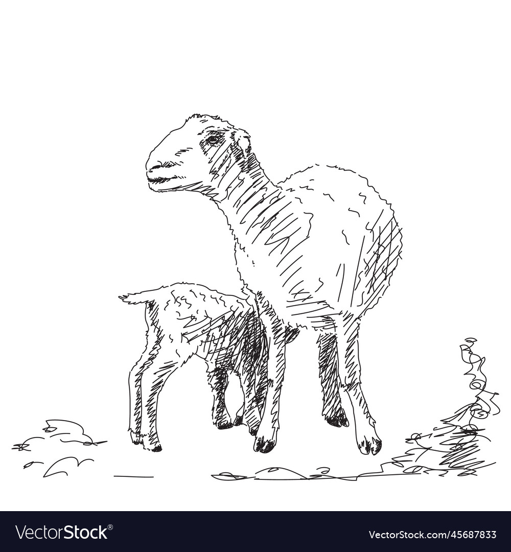 Baby lamb drinking milk from mother sheep hand