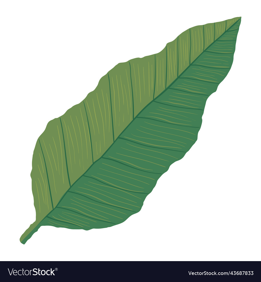 Exotic leaf palm Royalty Free Vector Image - VectorStock