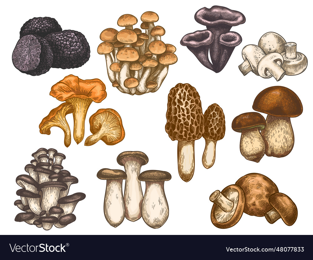 Hand drawn mushrooms colorful sketch various