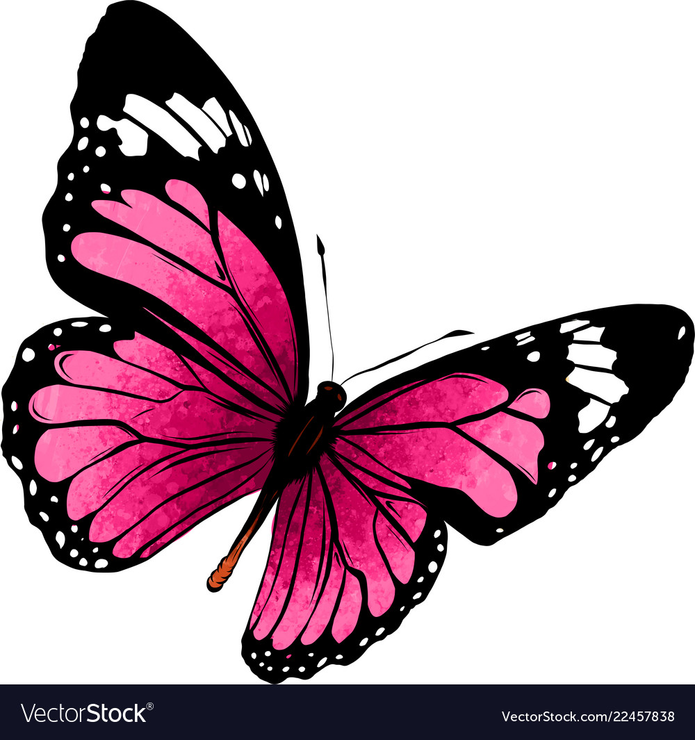 Featured image of post Beautiful Colourful Butterfly Drawing - Shop for butterfly art from the world&#039;s greatest living artists.