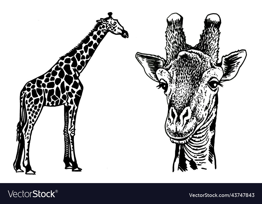 Graphical two giraffes isolated on white Vector Image