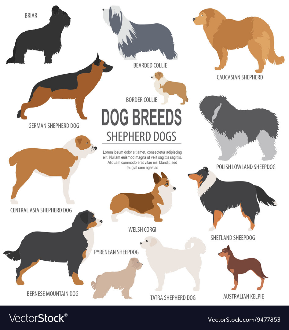 all shepherd dog breeds