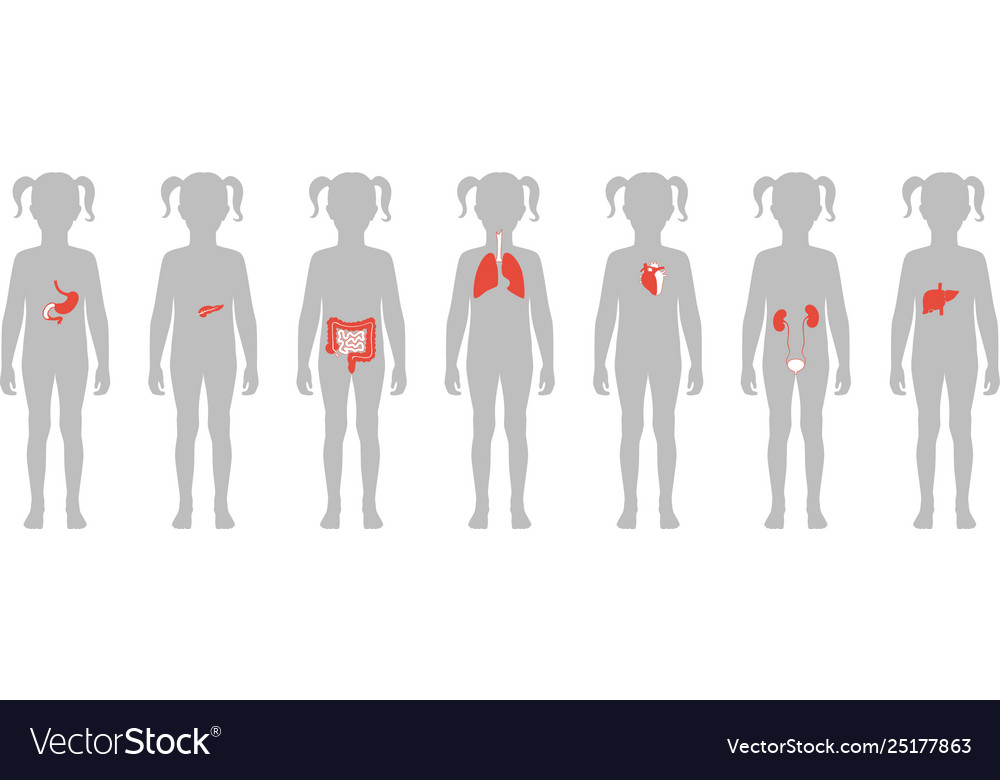 Human internal organs