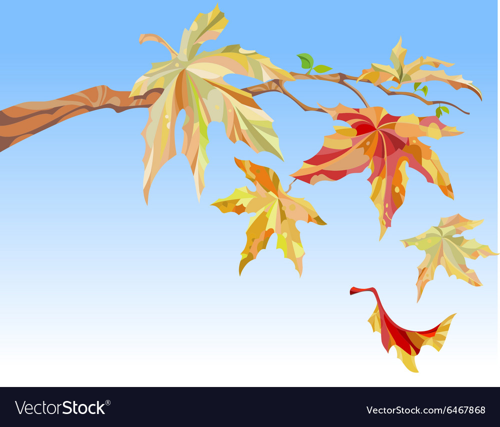 Branch Maple With Autumn Leaves Royalty Free Vector Image Branch Maple With Autumn Leaves Royalty Free Vector Image