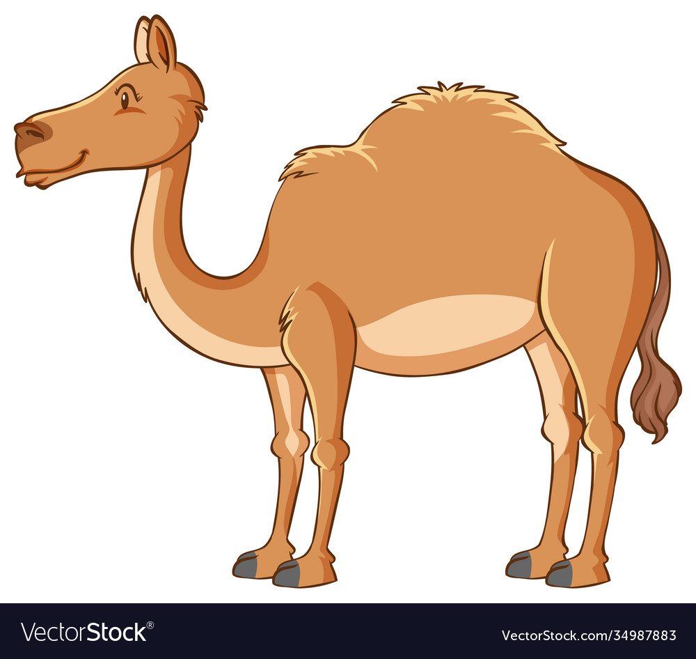 Isolated camel on white background Royalty Free Vector Image