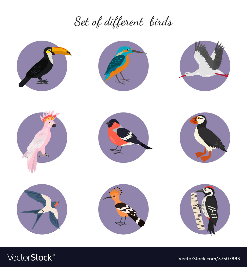 Set birds on white background