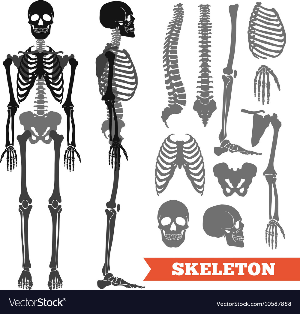 Human bones and skeleton set Royalty Free Vector Image