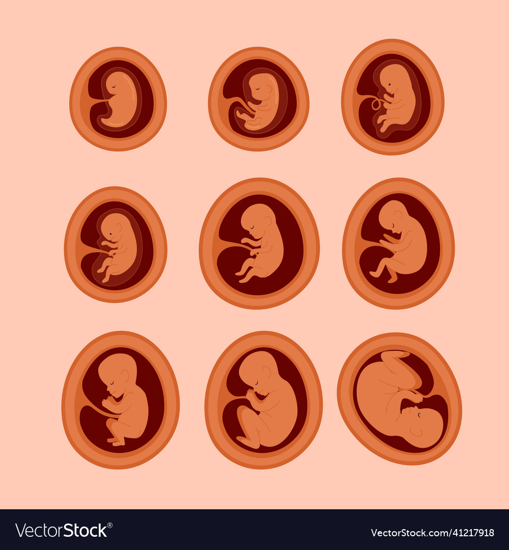 Hand drawn fetal development set Royalty Free Vector Image