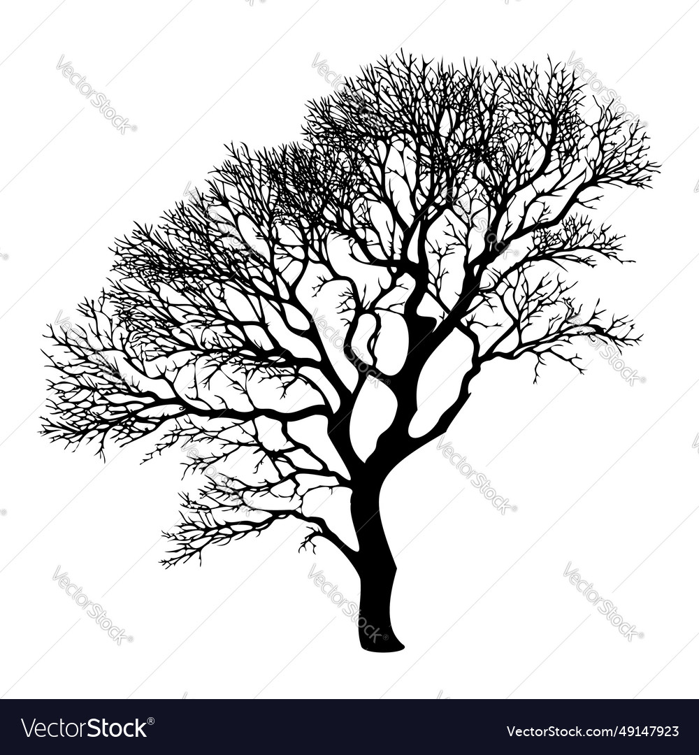 Winter Bare Tree Silhouette Royalty Free Vector Image