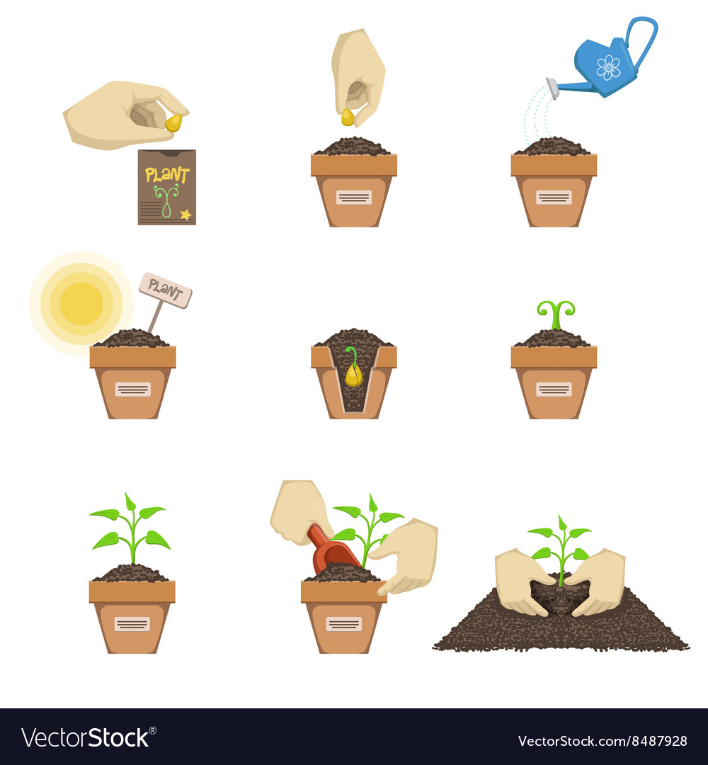 planting-the-seed-sequence-royalty-free-vector-image