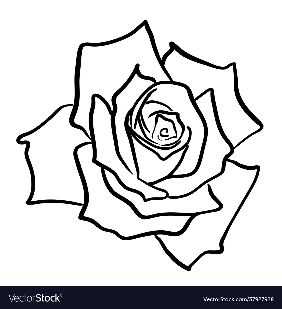 Rose flower