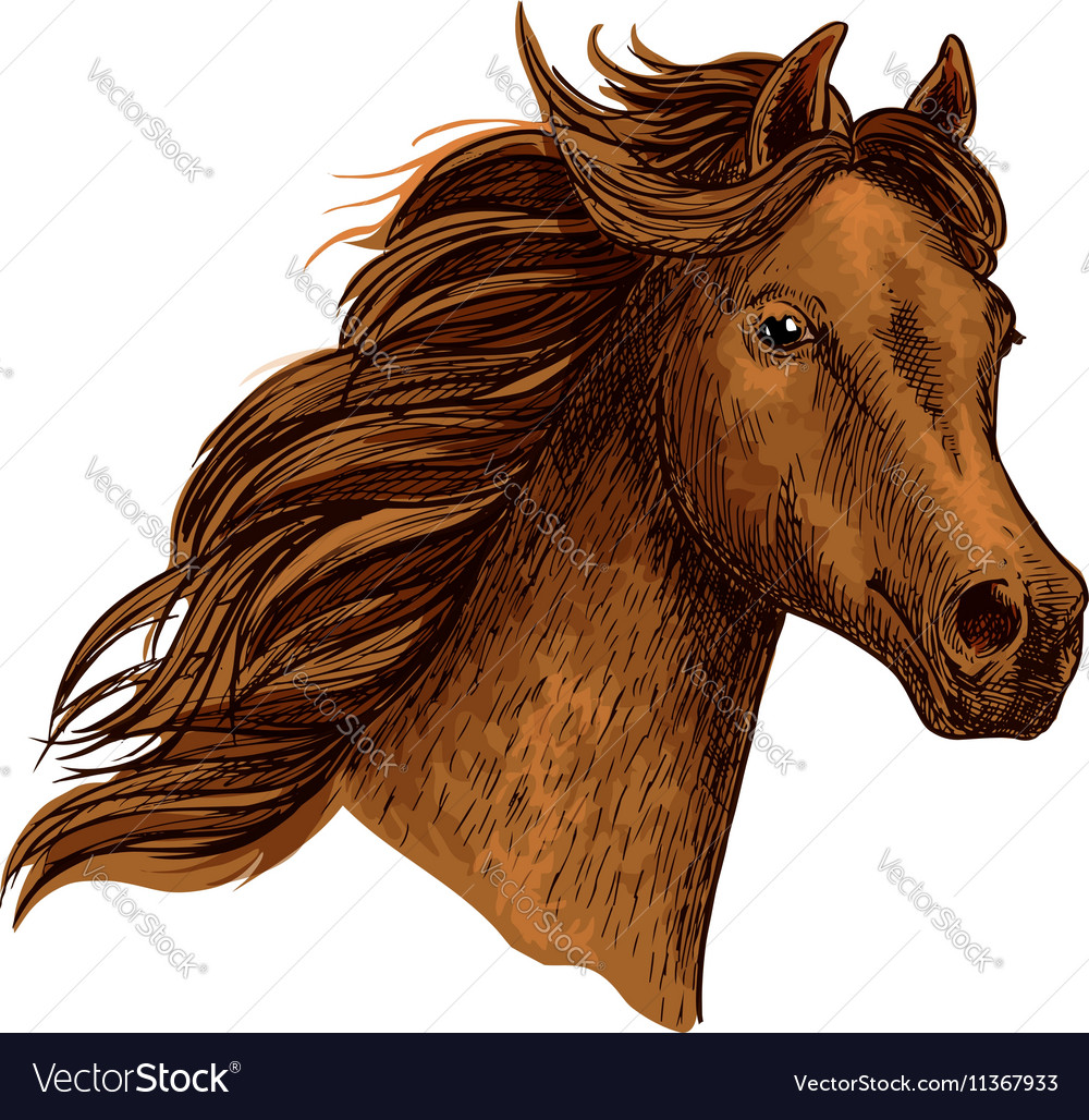 Arabian Beautiful Brown Horse Head Royalty Free Vector Image