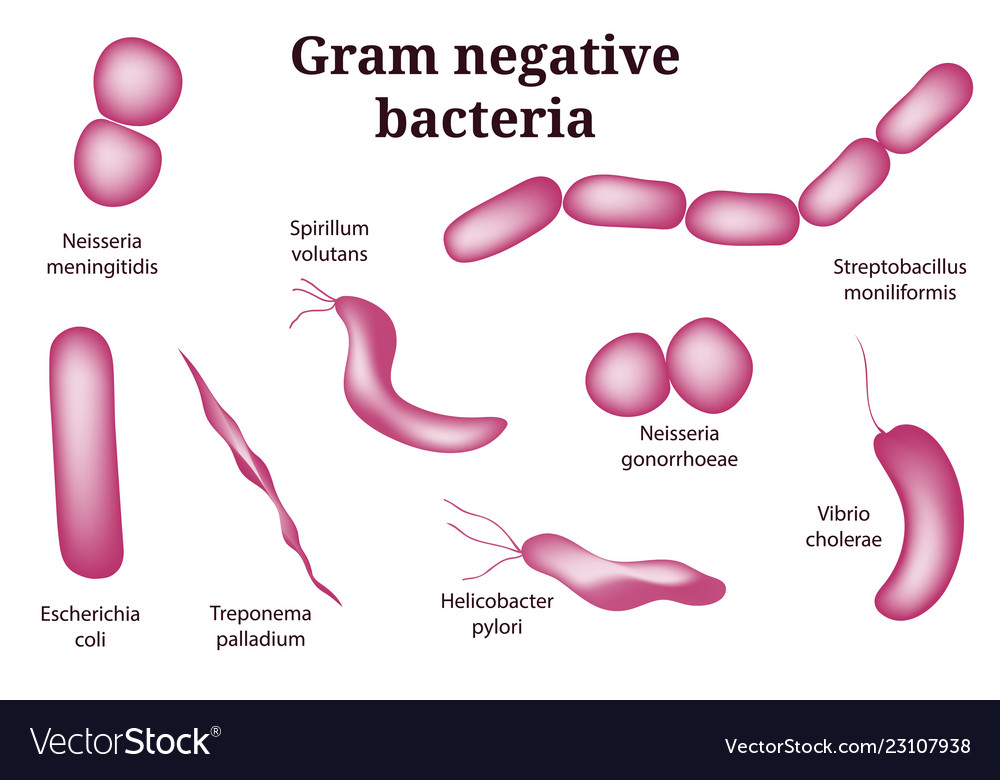 gram-negative-bacteria-shape