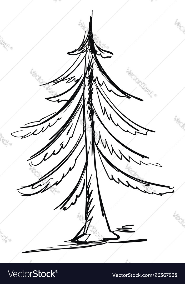 Drawing spruce on white background Royalty Free Vector Image