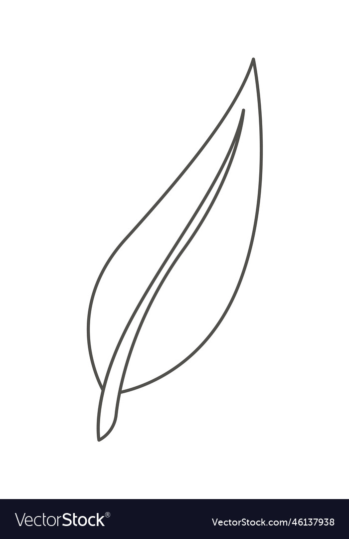 Monstera leaf of tropical plant in line art Vector Image