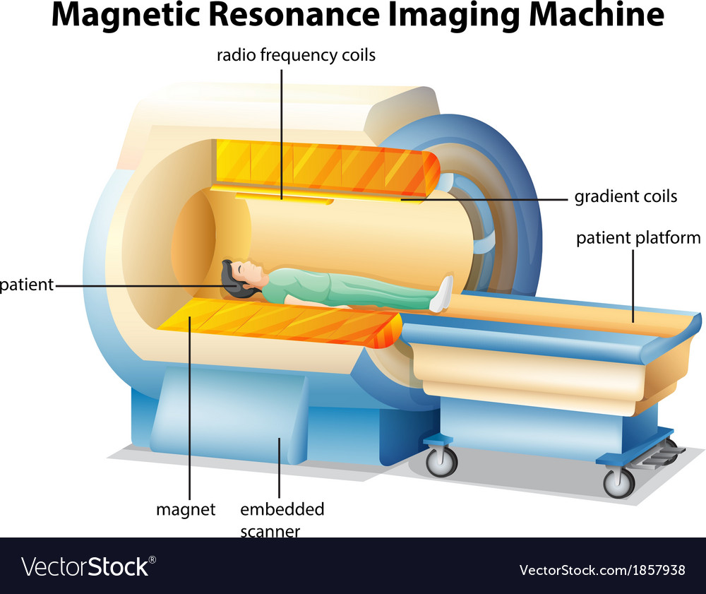 Mri Royalty Free Vector Image - VectorStock