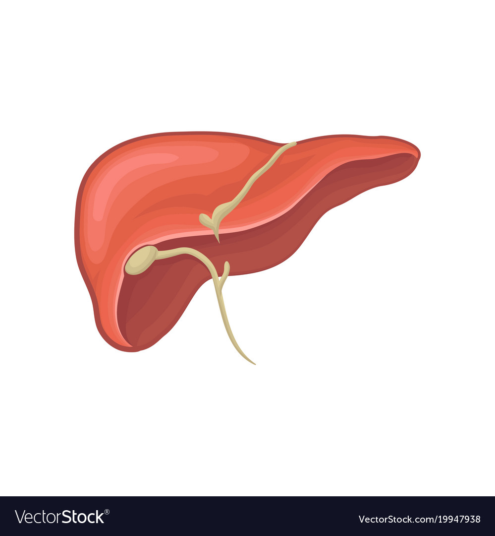 Structure of human liver organ of digestion Vector Image