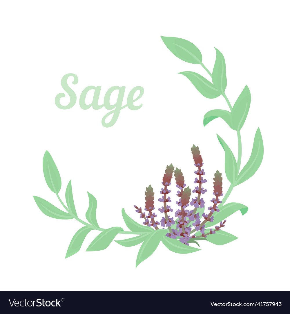 Sage or salvia herb circle wreath