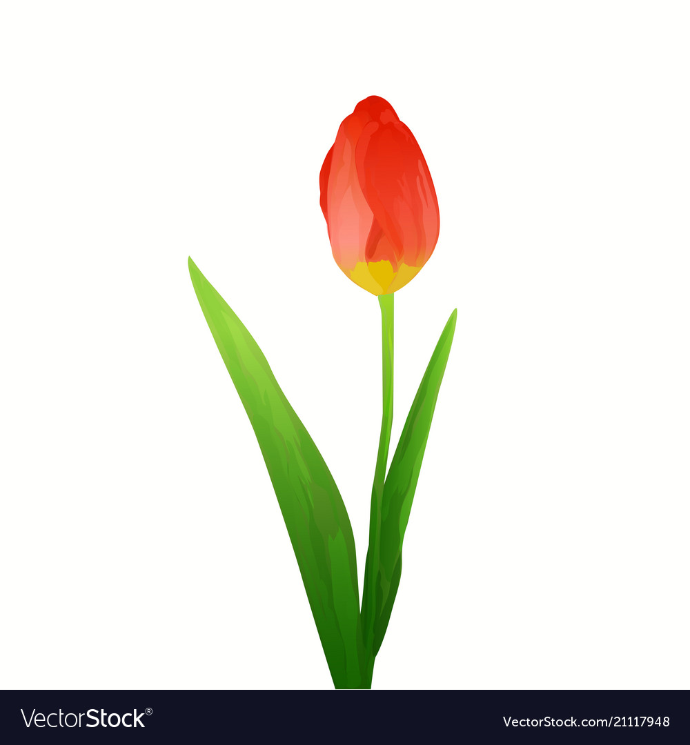 Flower tulip Royalty Free Vector Image VectorStock