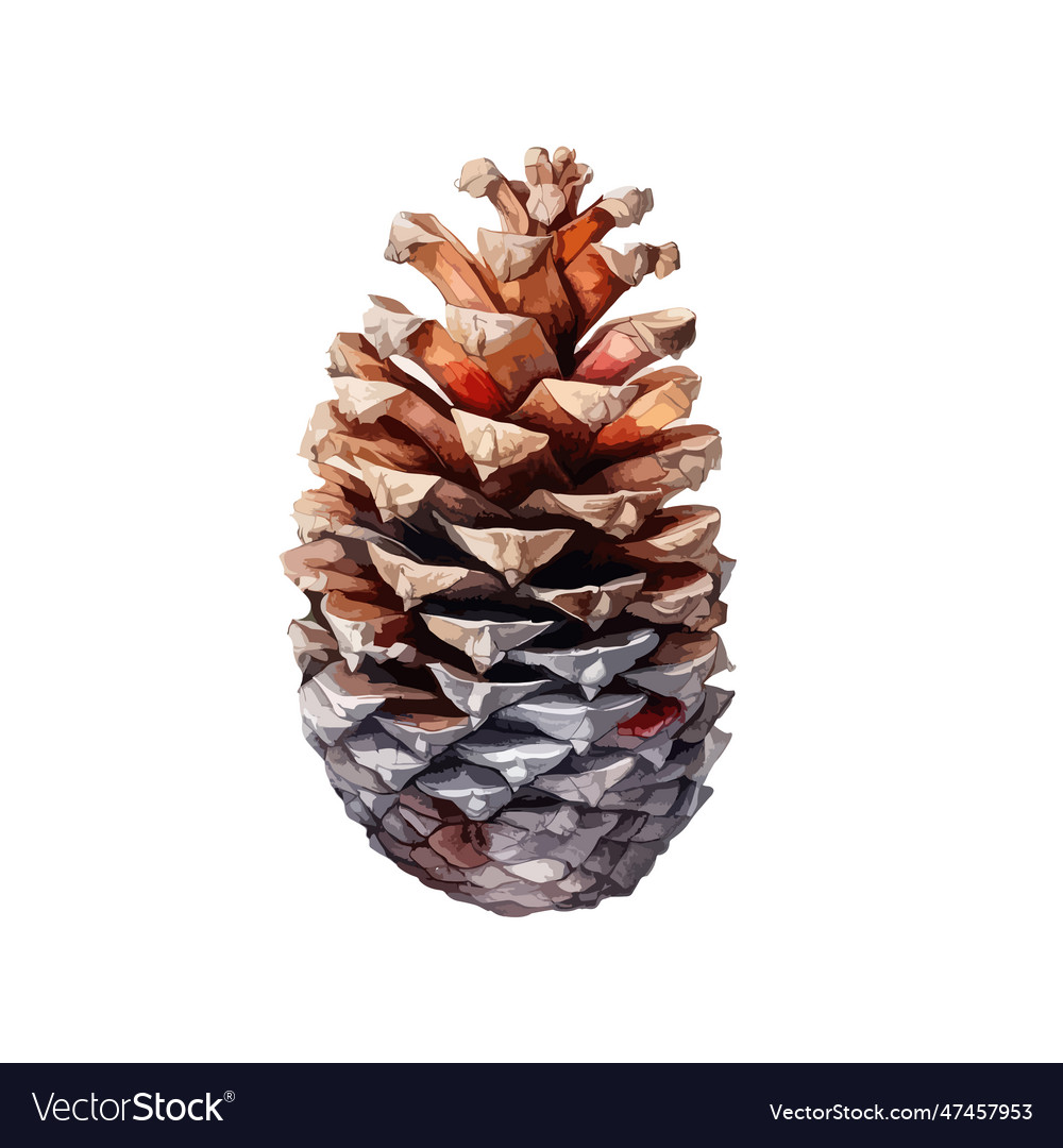 Watercolor pine cone isolated with branch Vector Image