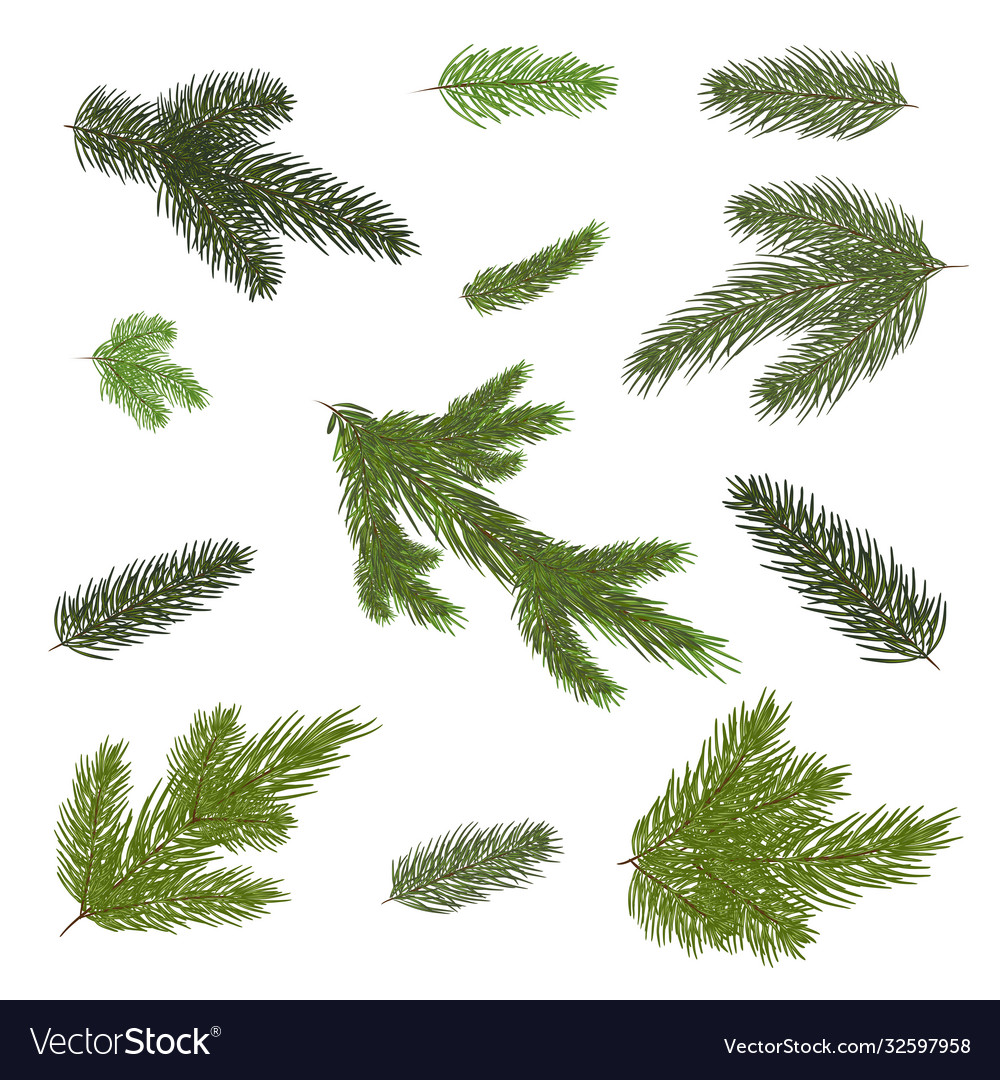 Close up fir tree branch isolated