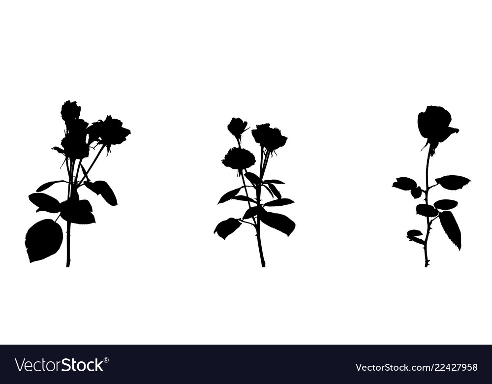 Elegante schwarze und weiße Rose Set