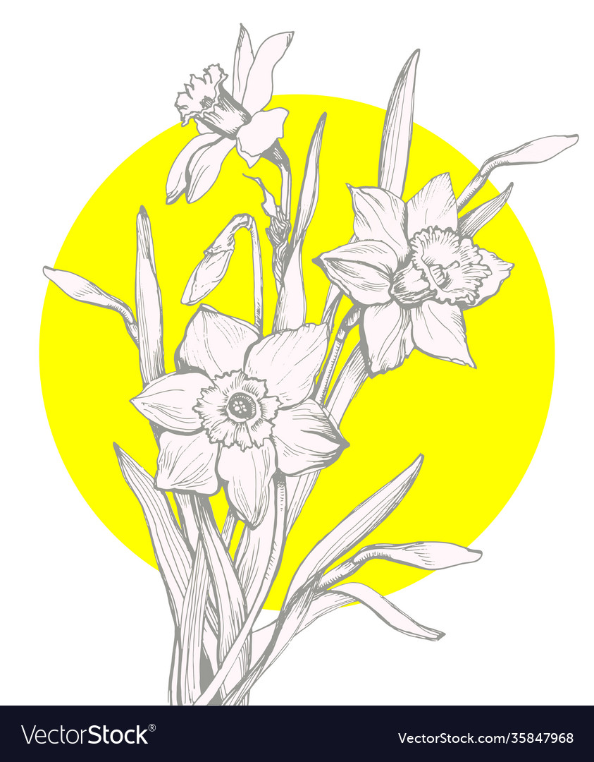 Grußkarte mit handgezogenen Blumen Narzissus vector image Grußkarte mit handgezogenen Blumen Narzissus