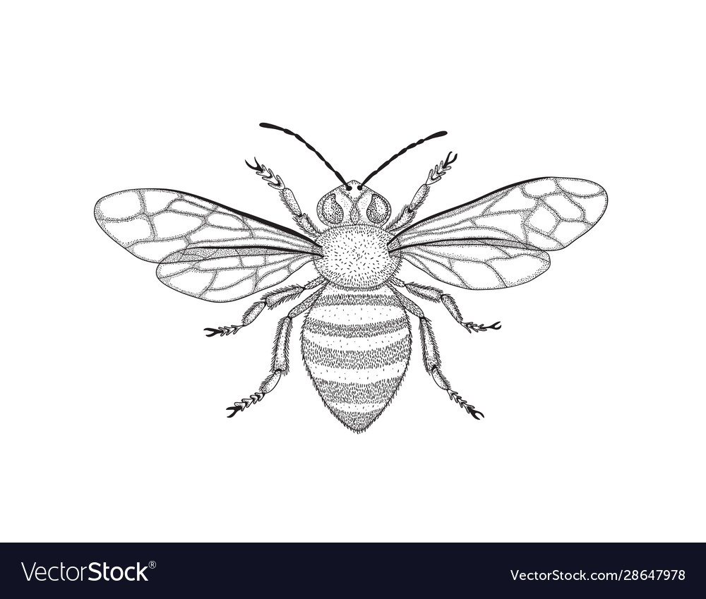 Black and white honey bee with spread wings in Vector Image